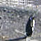Pinguineira